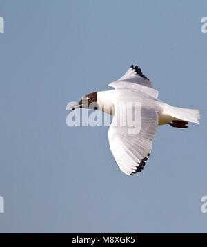 Vogel Bild von Roy de Haas Stockfoto