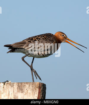 Vogel Bild von Roy de Haas Stockfoto