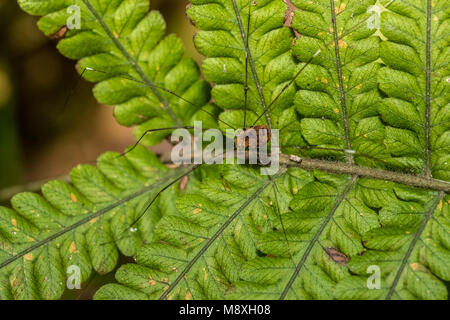 Opiliones - Daddy longlegs Stockfoto