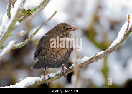 Vrouwtje Merel in de sneeuw; weibliche Europäische Amsel im Schnee Stockfoto