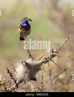 Blauwborst, weiß getupftem Blaukehlchen, Luscinia svecica Stockfoto