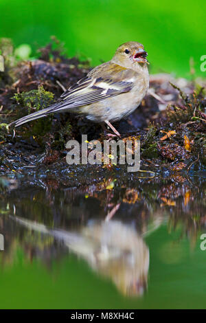 Vrouwtje Vink, weiblichen Gemeinsame Buchfink Stockfoto