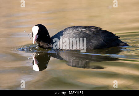 Meerkoet foeragerend; Eurasian Coot Fütterung Stockfoto