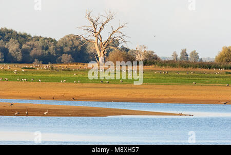 Kraanvogel foeragerend; Kranich Nahrungssuche Stockfoto