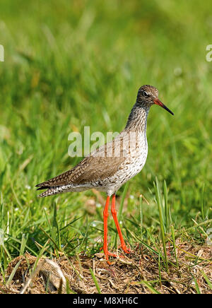 Gemeinsame Rotschenkel; Tureluur Stockfoto