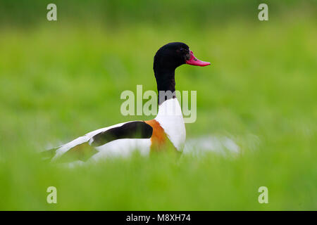 Vogel Bild von Roy de Haas Stockfoto