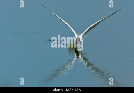 Visdief vissend; Flussseeschwalbe angeln Stockfoto