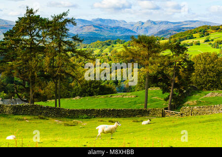 Blick von allen Knott über Windermere im Lake District in Richtung Bowfell und die Langdale Pikes Stockfoto