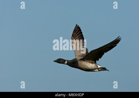 Rotgans vliegend; dunkel-bellied Brent Goose flying Stockfoto