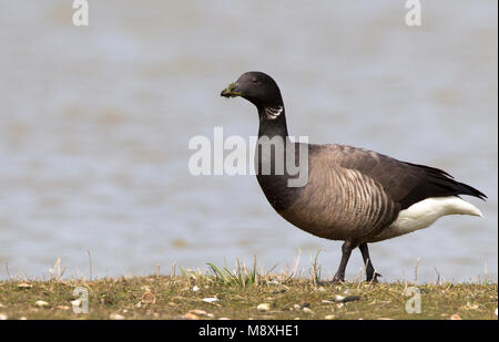 Foeragerende Rotgans, dunkel-bellied Brent Goose Nahrungssuche Stockfoto