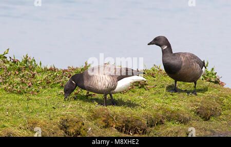 Foeragerende Rotgans, dunkel-bellied Brent Goose Nahrungssuche Stockfoto