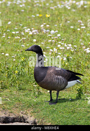 Foeragerende Rotgans, dunkel-bellied Brent Goose Nahrungssuche Stockfoto