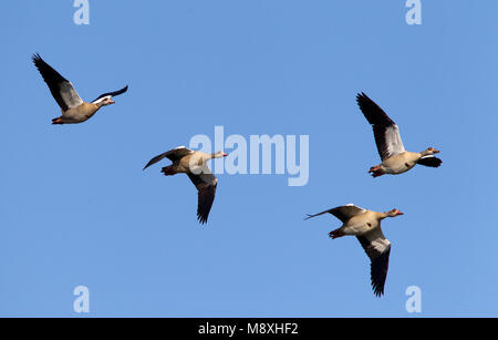 Vliegende Nijlganzen, ägyptische Gänse im Flug Stockfoto