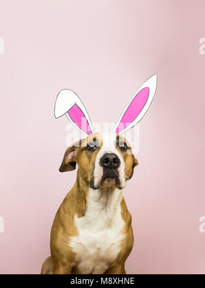 Lustig Hund mit Osterhasen Ohren. Staffordshire Terrier Welpe stellt für Studio shot in hausgemachten Hase Papier Ohren in rosa Hintergrund gekleidet Stockfoto