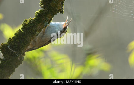 Short-toed Tree-Creeper singen; Boomkruiper zingend Stockfoto