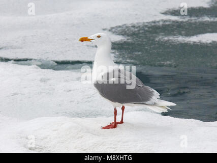 Glaucous Möwe auf dem Eis: Grote Burgemeester op ijs Stockfoto