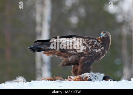 Steenarend zittend in de sneeuw op prooi; Golden Eagle thront im Schnee auf Beute Stockfoto