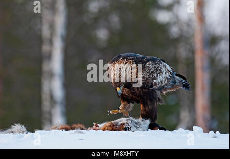 Steenarend zittend in de sneeuw op prooi; Golden Eagle thront im Schnee auf Beute Stockfoto