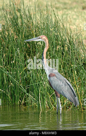 Vogel Bild von Roy de Haas Stockfoto