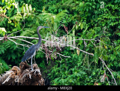 Sumatraanse Reiger staand in Bos; Great-billed Heron in Wald gehockt Stockfoto