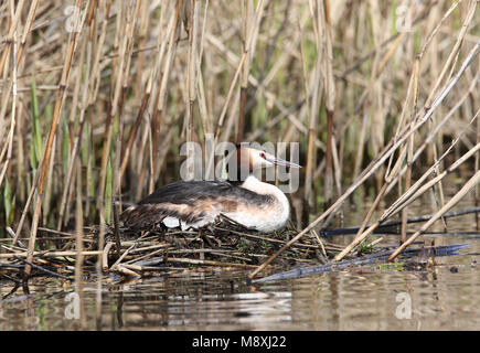 Fuut op Nest; Haubentaucher im Nest Stockfoto