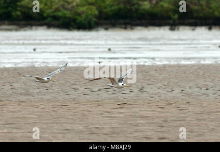 Grote Kuifstern in Vlucht, Great Crested Tern im Flug Stockfoto
