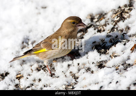 Vrouwtje Groenling in de sneeuw met Voer, Europäische Grünfink Weibchen im Schnee mit Nahrungsmitteln Stockfoto