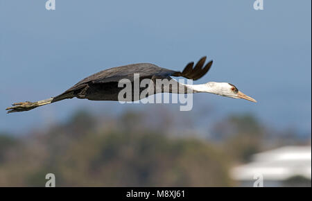 Hooded Crane fliegen; Monnikskraanvogel vliegend Stockfoto