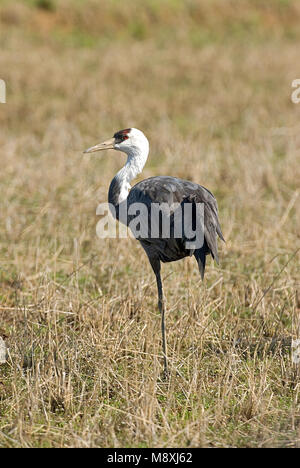 Hooded Crane thront; Monnikskraanvogel staand Stockfoto