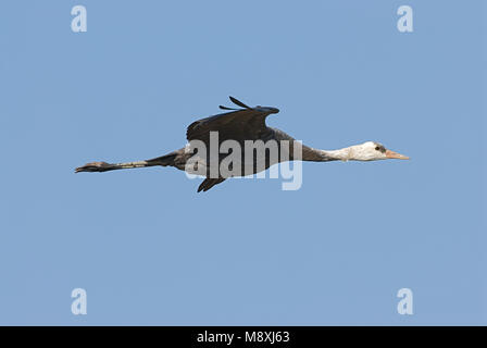 Hooded Crane fliegen; Monnikskraanvogel vliegend Stockfoto