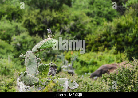 Eine steuerliche Schopftyrann (Melaenornis silens) thront auf einem Kaktus in Addo Elephant Park, Südafrika Stockfoto