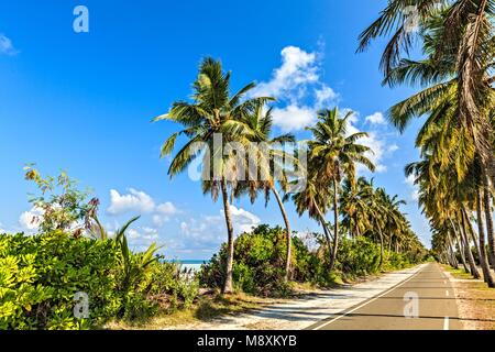 Tropische Straße mit Palmen auf der Insel Gan im Indischen Ozean, Malediven Stockfoto