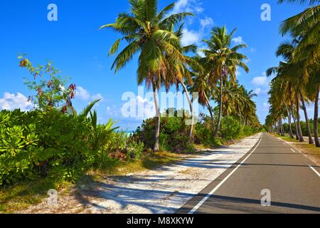 Tropische Straße mit Palmen auf der Insel Gan im Indischen Ozean, Malediven Stockfoto