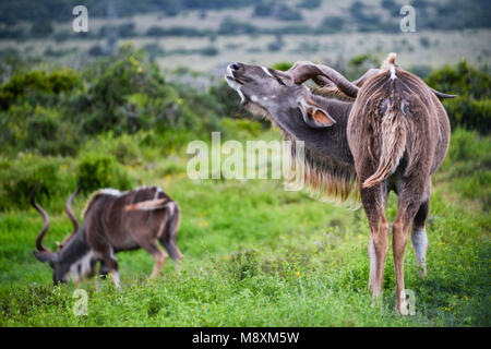 Zwei männliche größere Kudus (Tragelaphus strepsiceros) im Addo Elephant Park, Südafrika Stockfoto