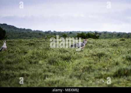 Zwei Vögel Sekretär (Sagittarius serpentarius) auf offenes Grasland im Addo Elephant Park, Südafrika Stockfoto