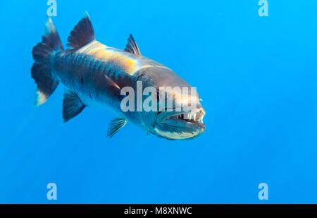 Barracuda im Indischen Ozean, Malediven Stockfoto