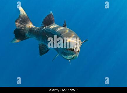 Barracuda im Indischen Ozean, Malediven Stockfoto