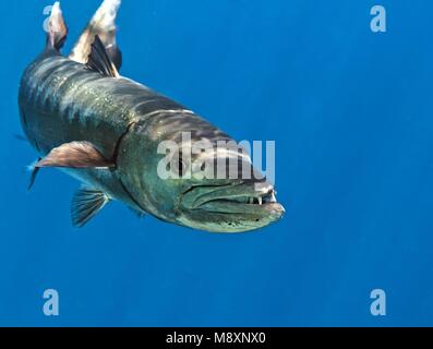Barracuda im Indischen Ozean, Malediven Stockfoto