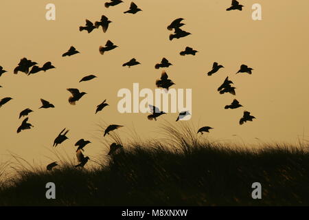 Common Starling Herde fliegen; Spreeuw groep Vliegend Stockfoto