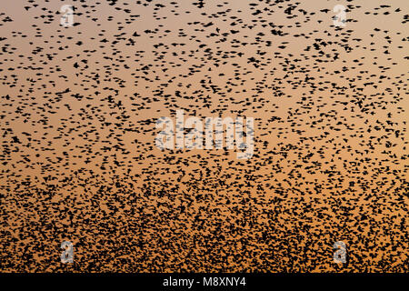 Grote groep Spreeuwen in de Vlucht; große Gruppe der Gemeinsamen Stare im Flug Stockfoto