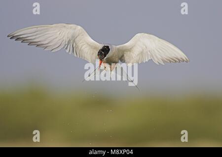 Visdief vissend; Flussseeschwalbe angeln Stockfoto