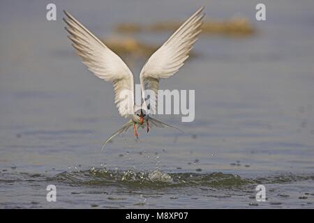 Visdief vissend; Flussseeschwalbe angeln Stockfoto