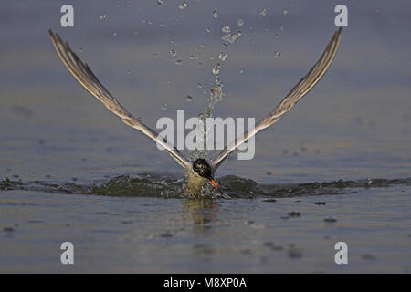 Visdief vissend; Flussseeschwalbe angeln Stockfoto