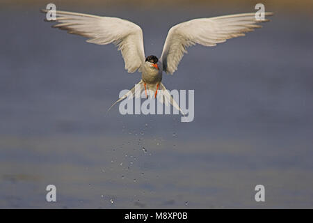 Visdief vissend; Flussseeschwalbe angeln Stockfoto