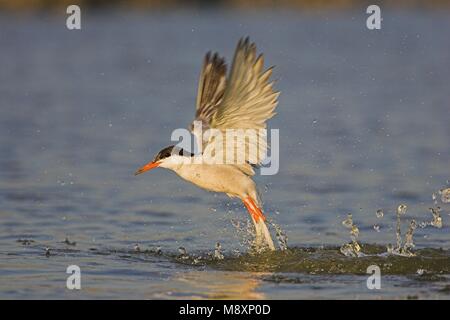 Visdief vissend; Flussseeschwalbe angeln Stockfoto