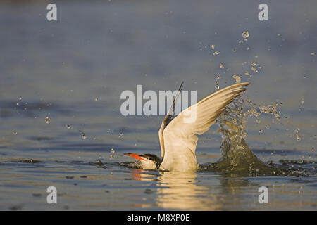 Visdief vissend; Flussseeschwalbe angeln Stockfoto