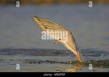 Visdief vissend; Flussseeschwalbe angeln Stockfoto