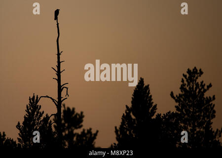 Raaf silhouet in dode Boom; Kolkrabe in toten Baum, silhouet Stockfoto