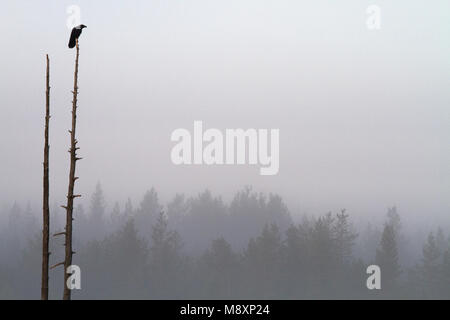 Raaf silhouet in dode Boom; Kolkrabe in toten Baum, silhouet Stockfoto