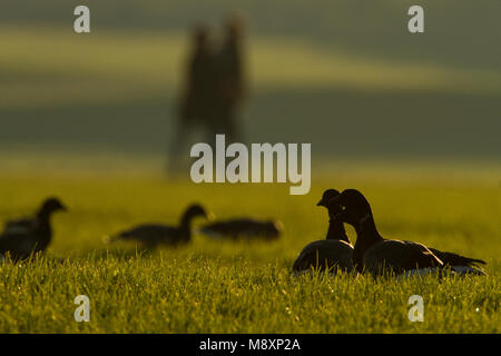 Rotgans in grasland; dunkel-bellied Ringelgans im Gras Land Stockfoto